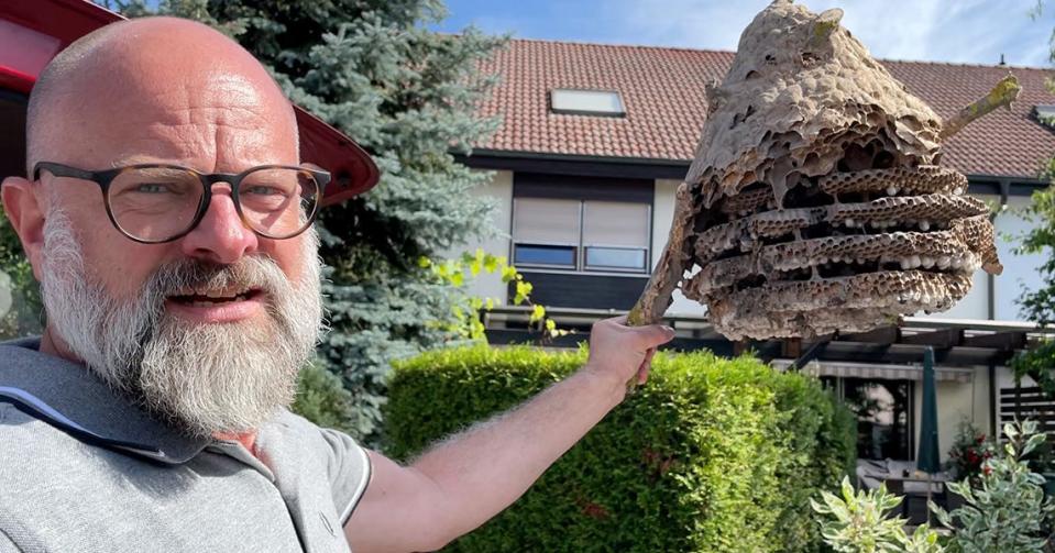 Reiner Jahn holds the remains of a yellow-legged hornet’s nest. He tracked down and destroyed 160 nests in his home state of Hesse, Germany, in 2023.