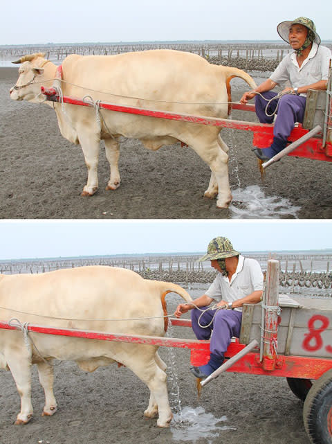 搭著鐵牛車出海採蚵、重溫童年歡樂趣！彰化芳苑牛車採蚵體驗