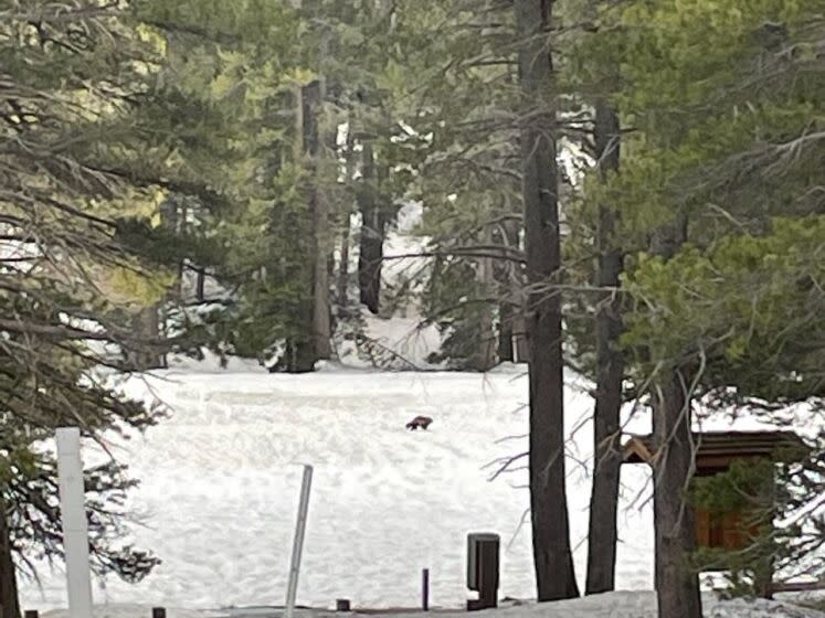 Multiple sightings of what is believed to be the same wolverine occurred in May in the Eastern Sierra Nevada mountains.