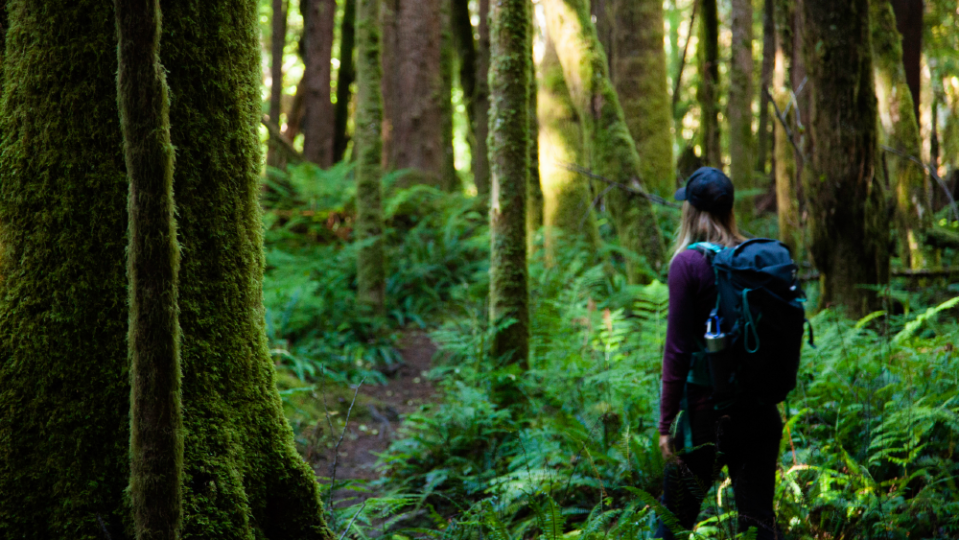 A dense old-growth forest surrounds the lodge. - Credit: Courtesy Clayoquot Wilderness Lodge