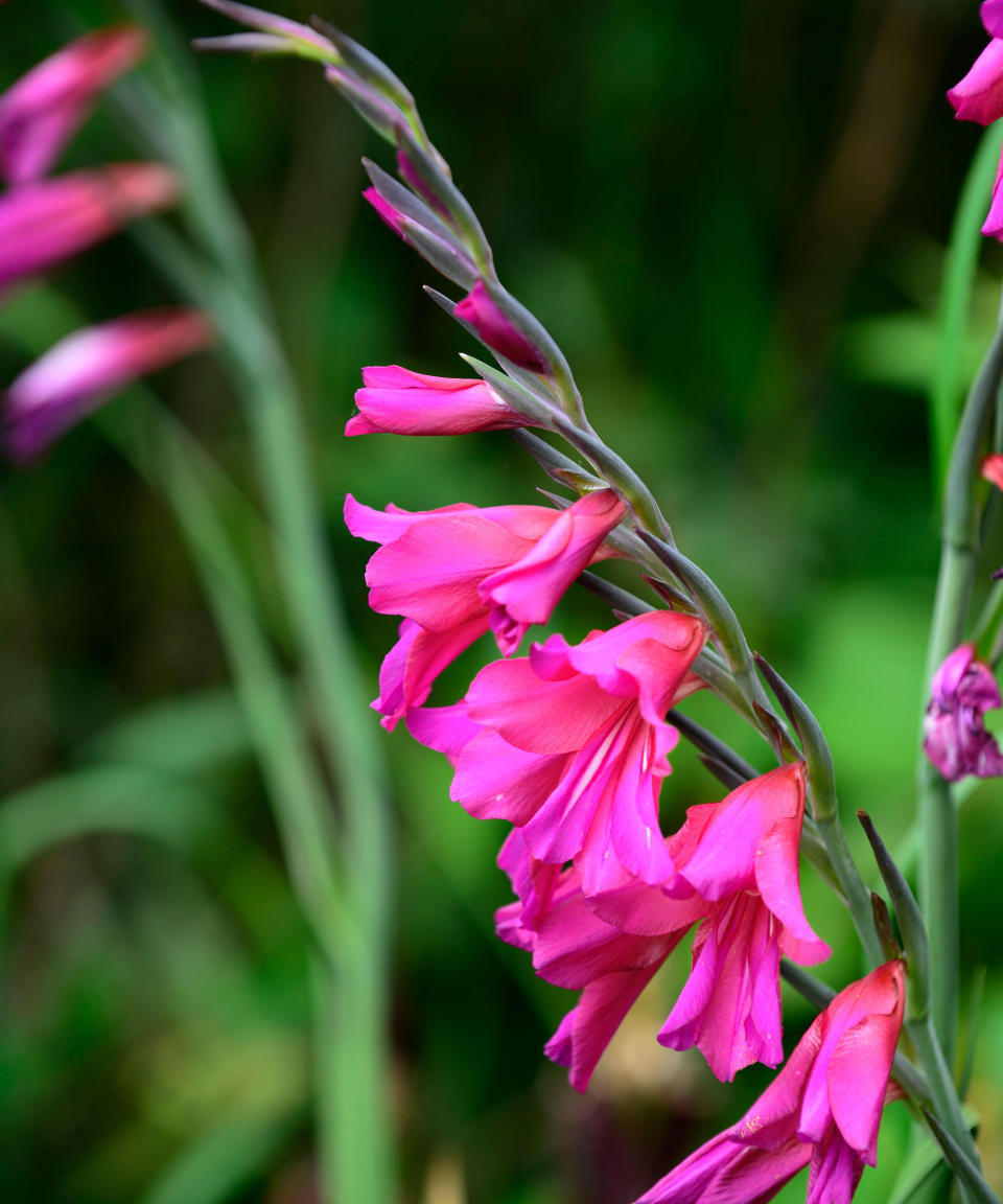 pink Byzantine gladiolus flowers