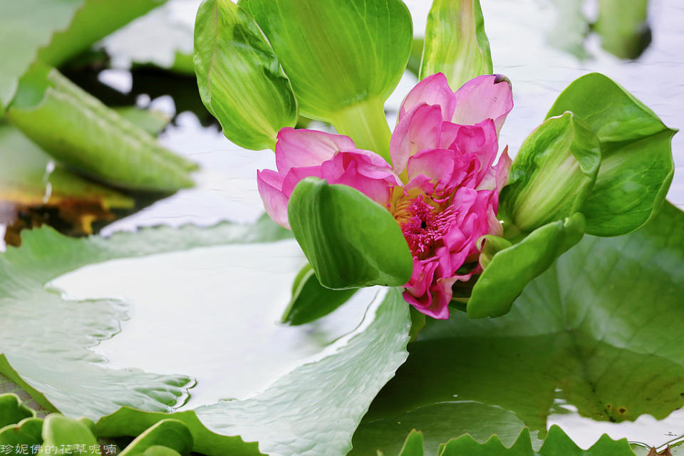 蓮緣香水蓮花園