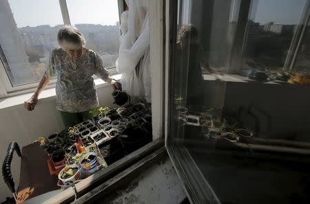 Pensioner Lyudmila Kholeva demonstrates how she tends to vegetable sprouts and seeds at the balcony of her apartment in Moscow, Russia, April 12, 2016. REUTERS/Maxim Shemetov