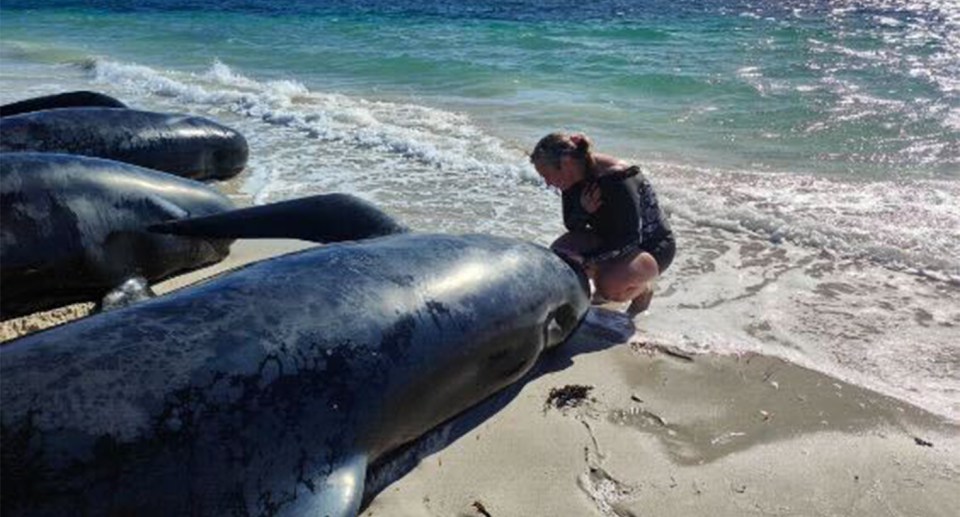 Emotional rescuers have pulled the dead pilot whales from the water. Source: Supplied