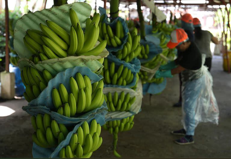 Un trabajador corta banano en una hacienda en Los Ríos, Ecuador