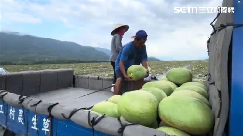 花蓮西瓜震後9成靠盤商收購，結果卻遭砍價5成以上，瓜農只能上網自救。（圖／記者呂彥攝影）