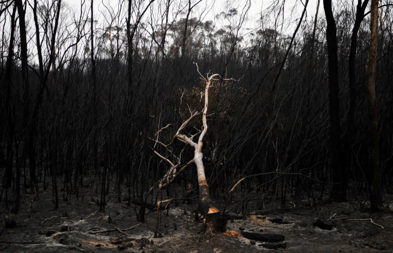 Bushfires in Mallacoota, Victoria