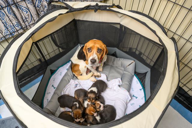 <p>Beagle Freedom Project</p> A former lab beagle with her newborn puppies, all whom are now under the care of the Beagle Freedom Project