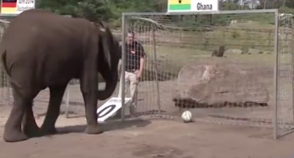 Nelly el elefante golea a favor de Ghana