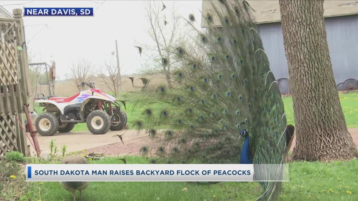 South Dakota Man Raises Peacock Flock