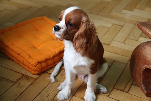 Cavalier King Charles Spaniel