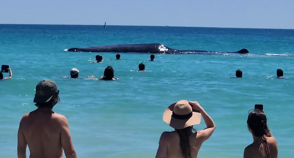 People on the beach watching a sperm whale close to shore.