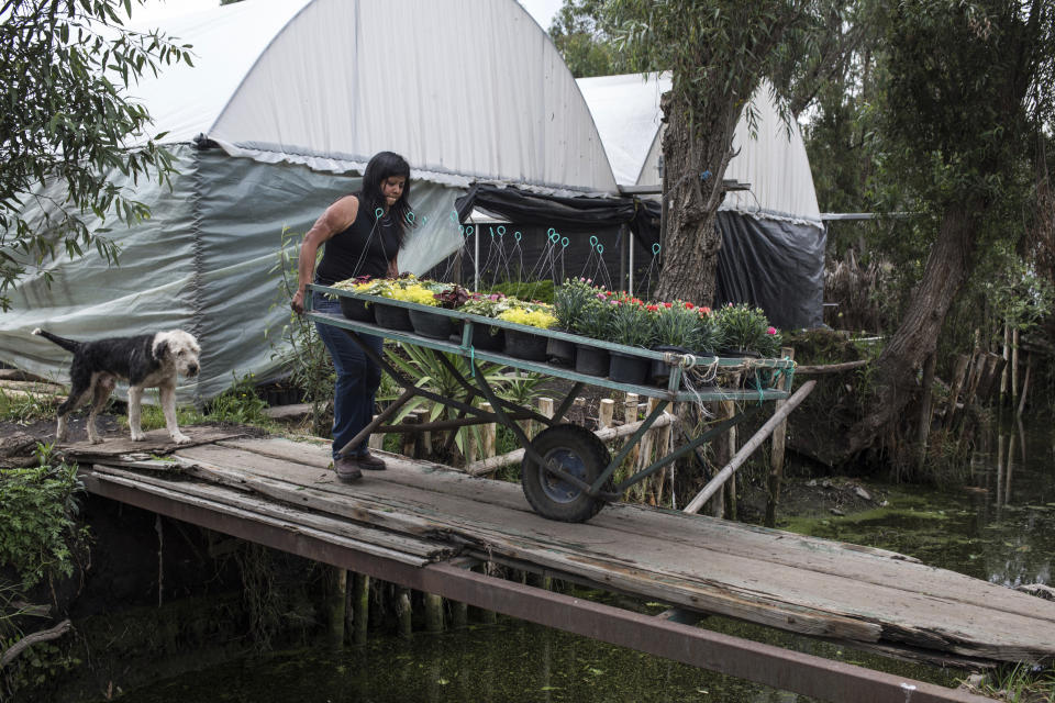 Elisa Xolalpa, who survived an acid attack while tied to a post by her ex-partner 20 years ago when she was 18, pushes plants from her greenhouse to a taxi she’ll use to get to the market where she sells them in Mexico City, Saturday, June 12, 2021, as the street dog she feeds and calls Franqui, follows her. There are children and men among the victims of acid attacks, but 80% are women, according to The Acid Survivors Trust International (ASTI). (AP Photo/Ginnette Riquelme)