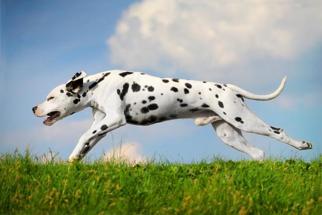 how fast can different dog breeds run