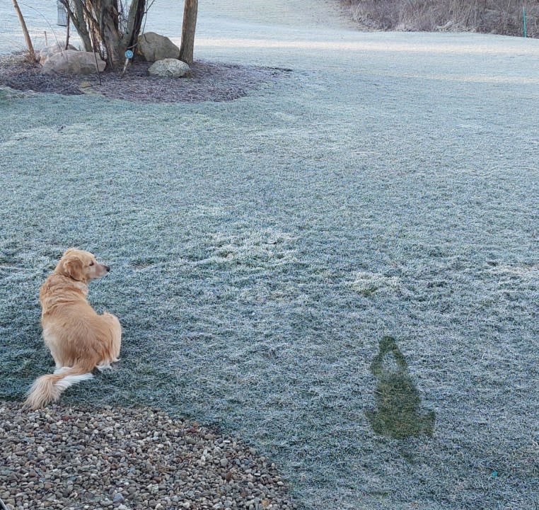 Judy Zavodny: Judy’s dog left his shadowy imprint in frosty grass