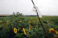 A stick with a white piece of cloth marks the spot where a body lays at the crash site of the Malaysian airliner in rebel-held east Ukraine, on July 18, 2014