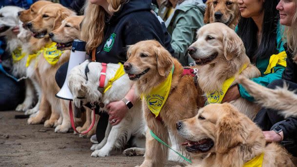 PHOTO: Dozens of golden retrievers gather with their owners, and some other breeds, to pose for photos and play together in Boston, April 16, 2023. (Joseph Prezioso/AFP via Getty Images)