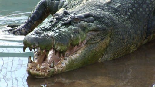 Murky future for giant Philippine crocodiles  DURATION: 00:02:24
