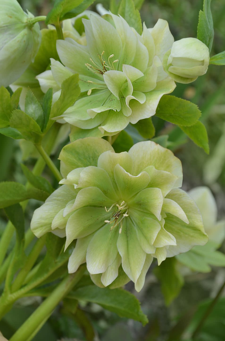 helleborus double ellen green is part of buttercup family ranunculaceae mixed colour hellebore flower in late winter lenten hellebore or christmas rose flowers in springtime