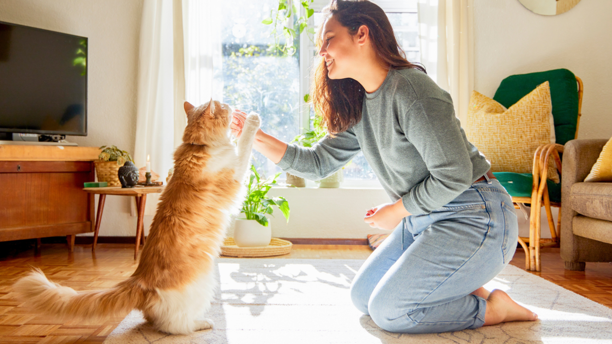  Woman teaching a ginger cat a trick in the living room. 