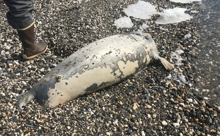 A dead seal is found on a beach near Kotzebue