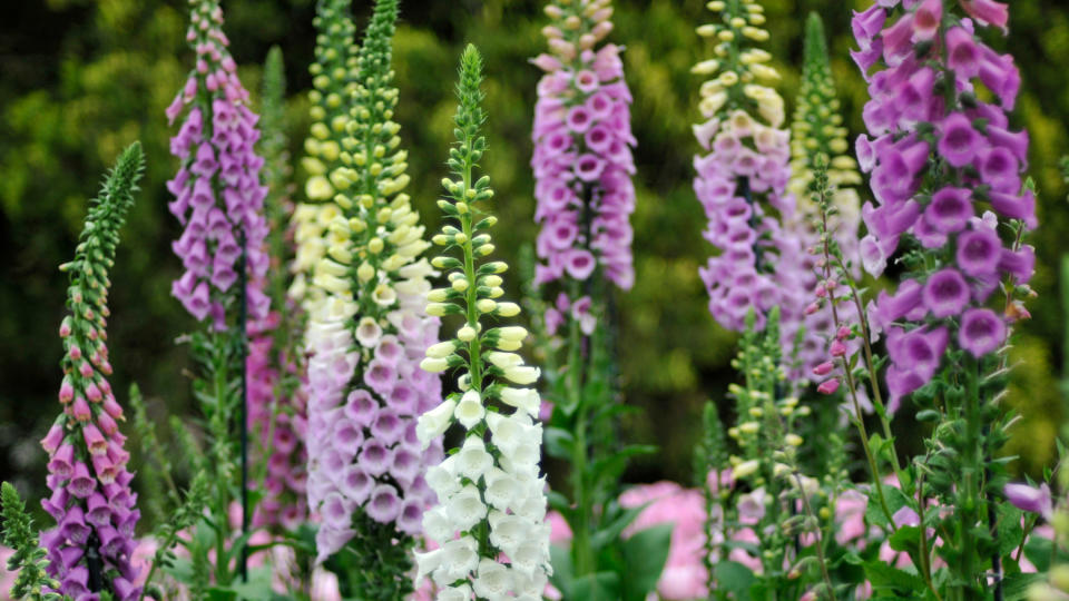 Foxgloves