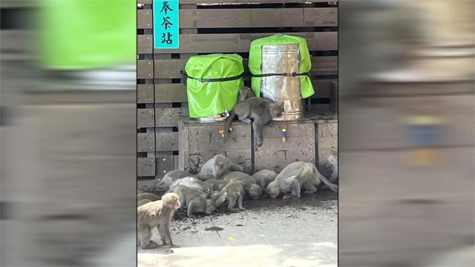 南台灣久旱不雨！　柴山獼猴打劫奉茶筒猛灌水喝