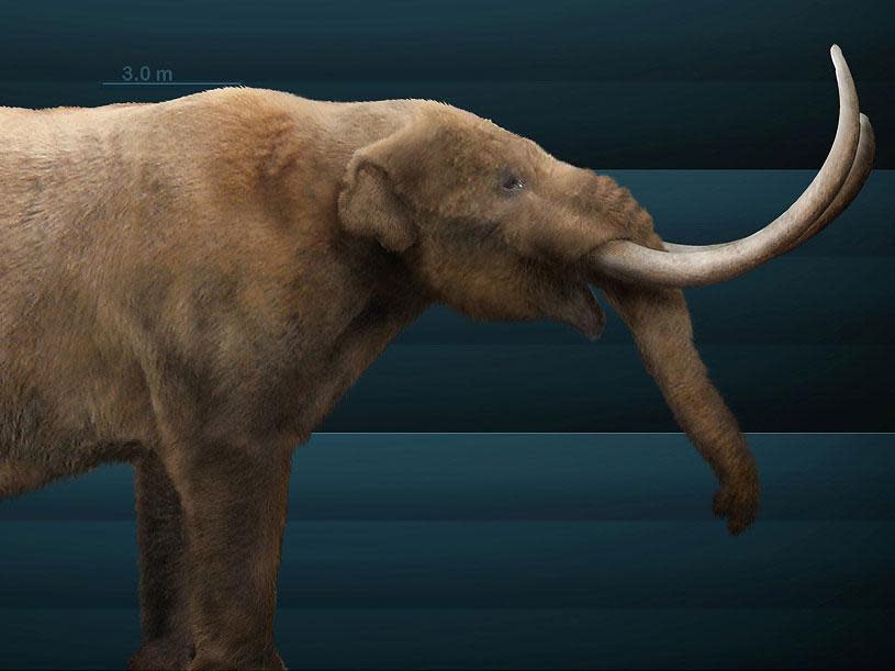 A reconstruction of a mastodon, a now-extinct animal distantly related to elephants: Sergiodlarosa, creative commons