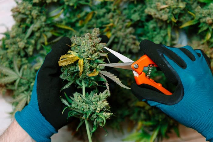 A processor with gloves using scissors to trim a cannabis flower.