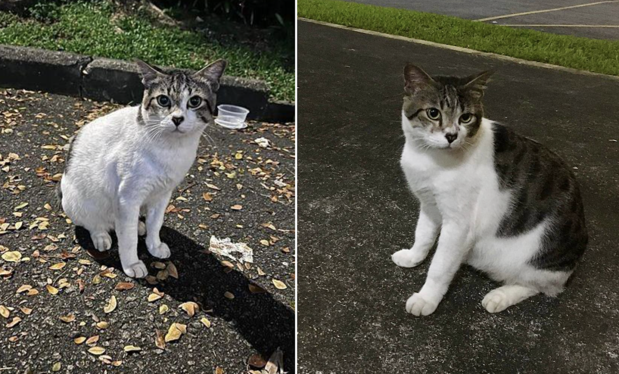 Mackie, a community cat in Ayer Rajah (Photos: Samantha Seah/Sayang Our Singapore's Community Cats Facebook) 