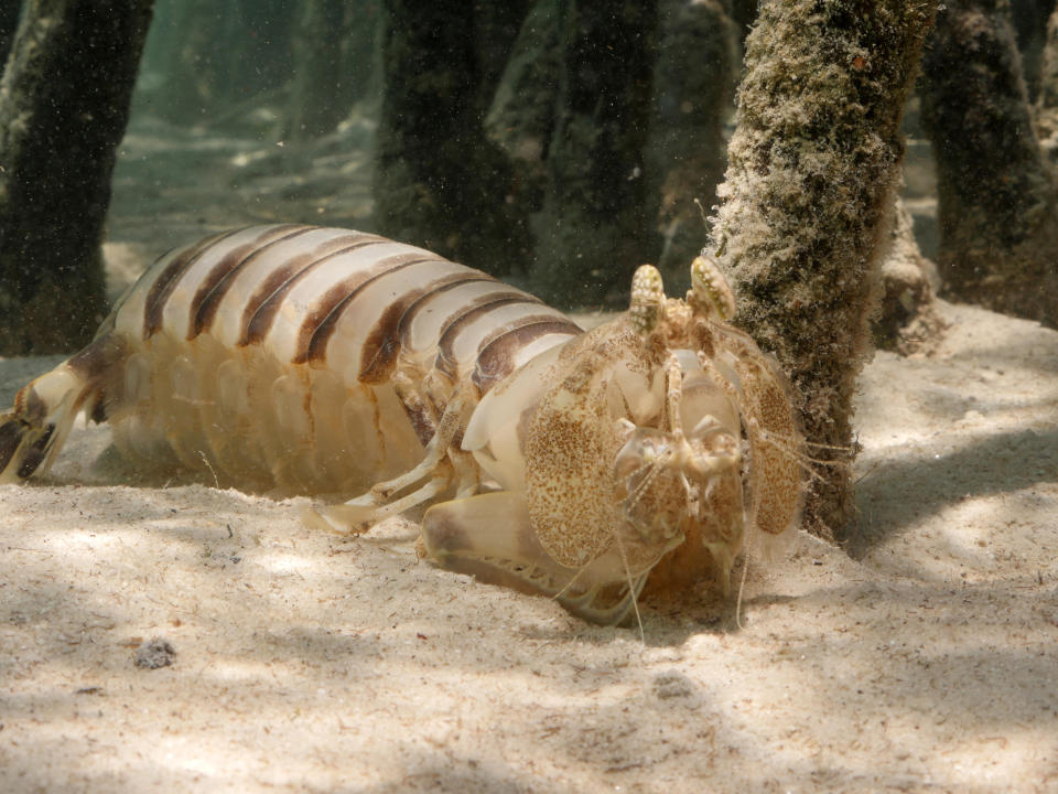 A male zebra mantis shrimp — the largest mantis shrimp in the world, measuring up to 40 centimeters — spends most of its life ambush-hunting fish from its burrows in the sandy sea floor at the edge of the mangrove. (Photo: Yoland Bosiger/BBC America)