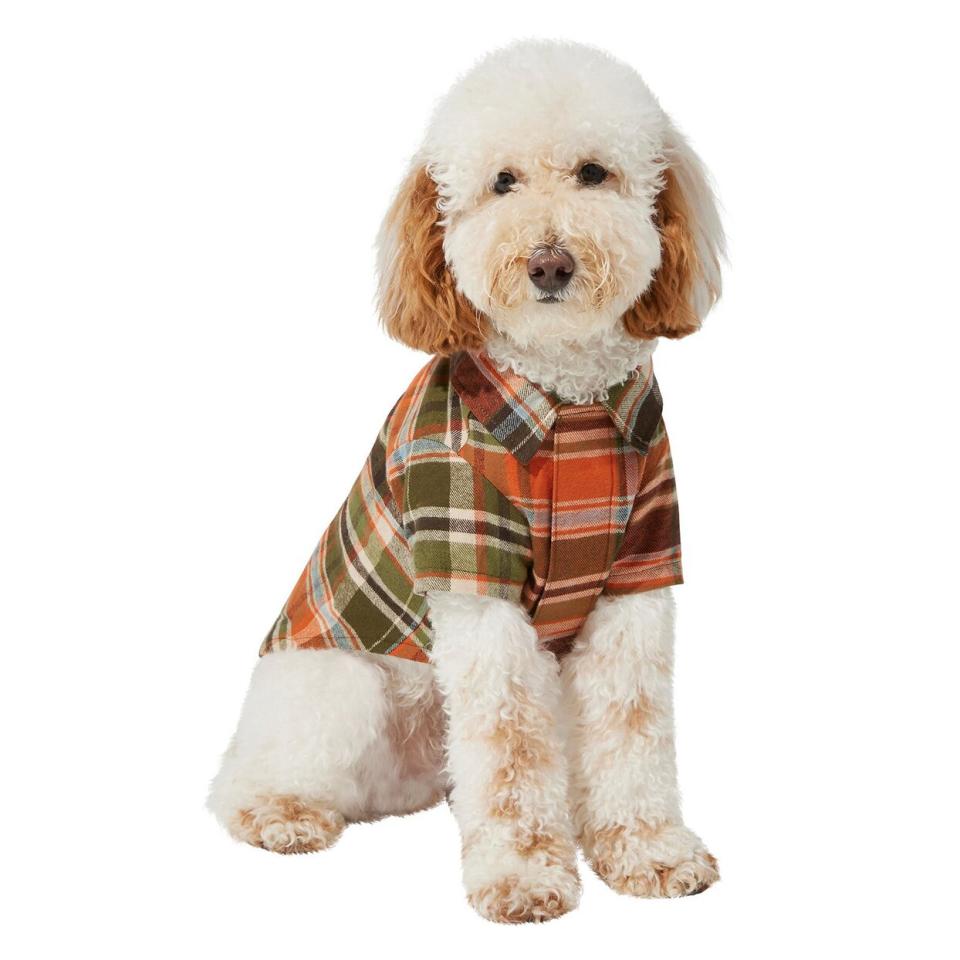 Dog wearing a Frisco Orange & Olive Plaid Dog & Cat Flannel Shirt on a white background