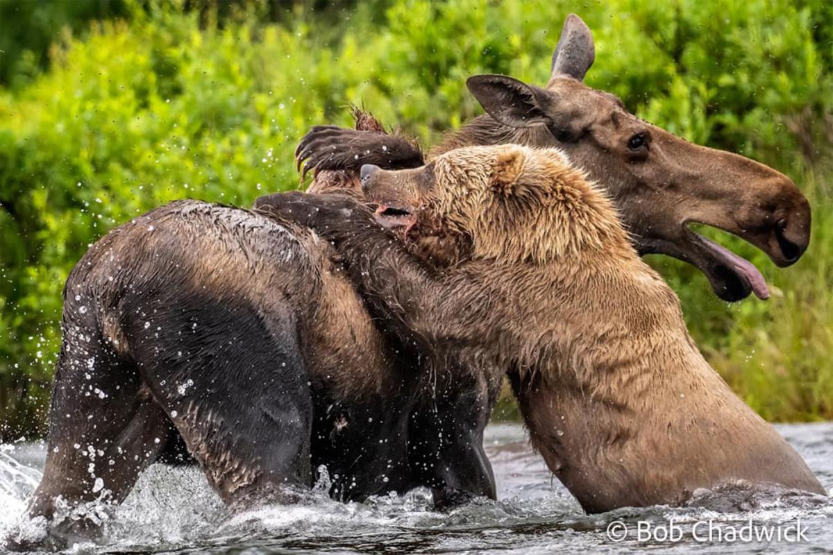 grizzly bear vs moose