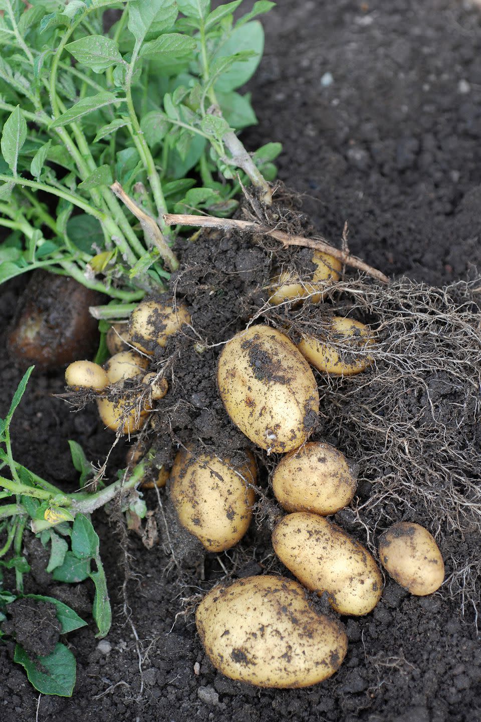 5) Potatoes