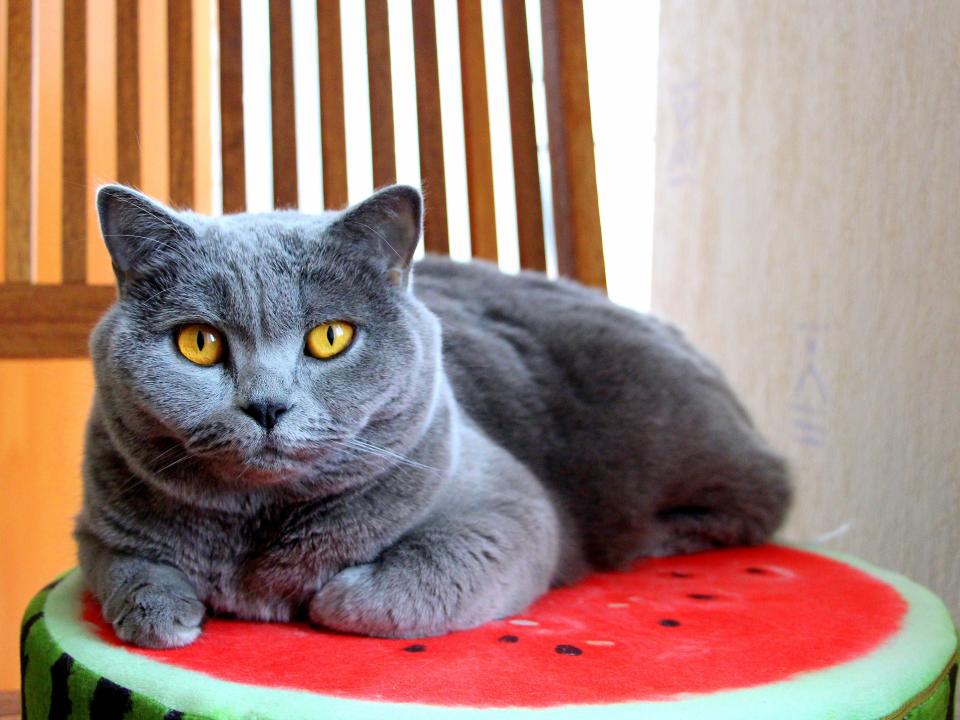 gray cat on watermelon bed just chilling with he tiny arm folded