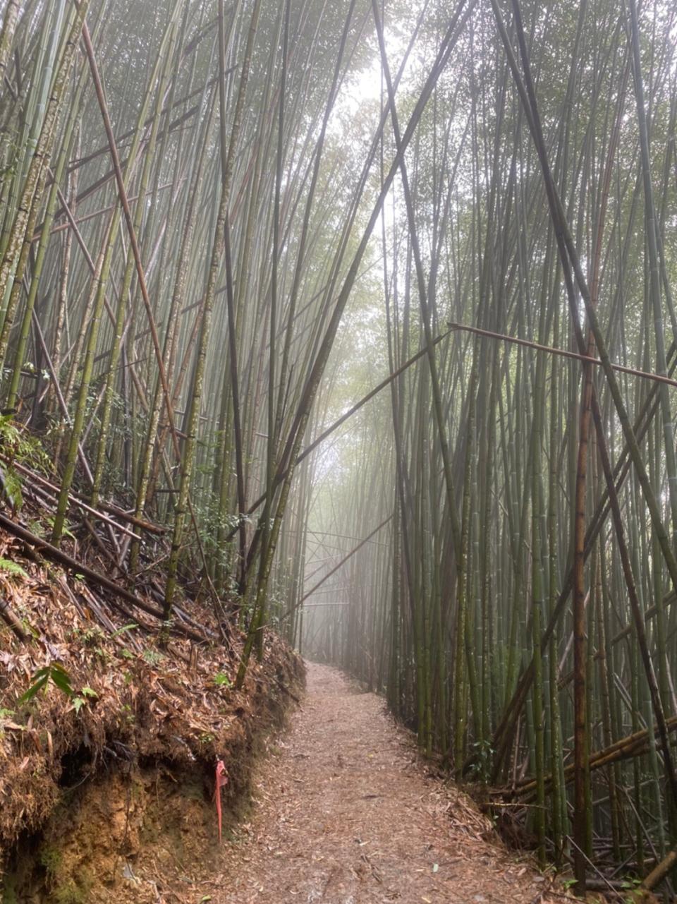 竹林聳立的步道因雨氣更顯朦朧，置身其中彷若夢境。