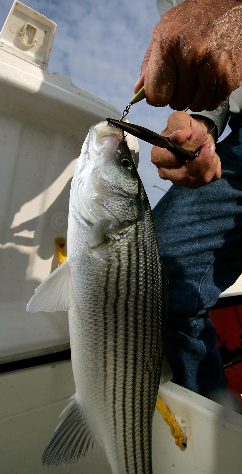 A fisherman takes the hook out of a striped bass at Lake Texoma.