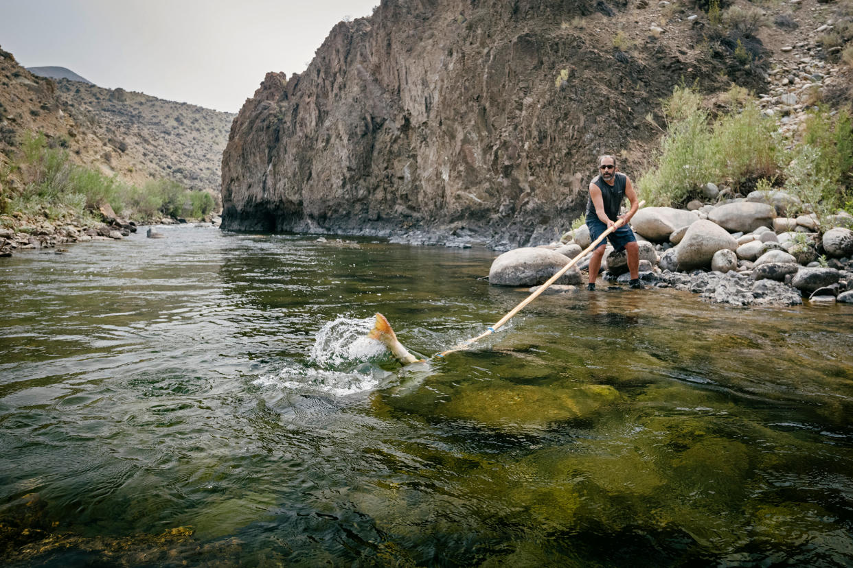 Lytle Denny spears one of three wild chinook the Shoshone-Bannock tribe can take in the season.