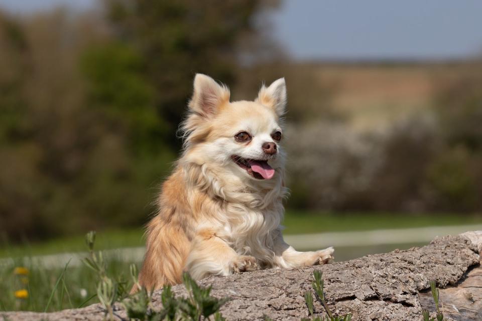 Long-Haired Chihuahua