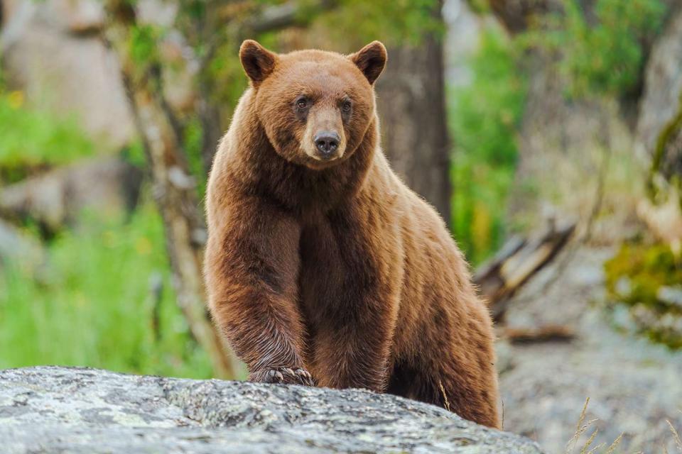 <p>Getty Images</p> Cinnamon American Black Bear poses on a large boulder