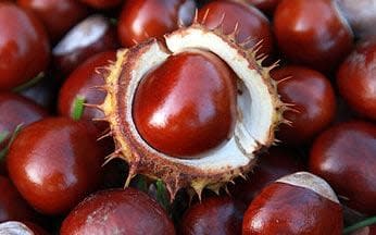 Dog owners have been warned to keep their pets away from conkers - © Mark Passmore / Alamy