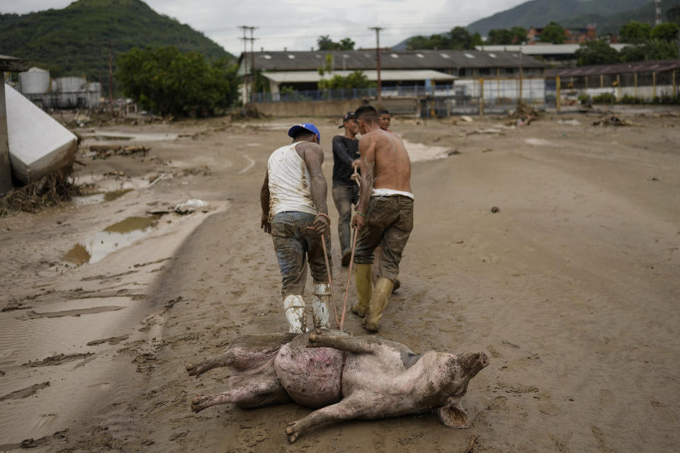 Men drag a live pig they found stuck in mud after flooding caused by intense rains in Las Tejerias, Venezuela, Sunday, Oct. 9, 2022. At least 22 people died after intense rain overflowed a ravine causing flash floods, Vice President Delcy Rodríguez said. (AP Photo/Matias Delacroix)