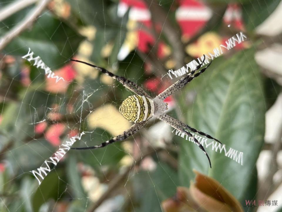 ▲觀世音菩薩誕辰，社頭鄉清水岩寺有信徒發現寺前茶樹上蜘蛛網有英文字母圖樣，信徒說，該不會來祝壽吧。（記者陳雅芳攝）