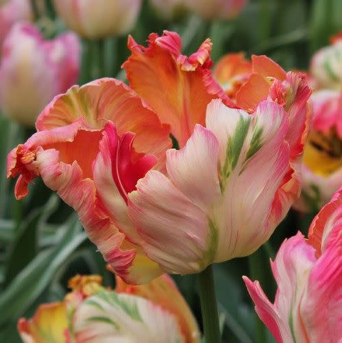 <p><a href="https://go.redirectingat.com?id=74968X1596630&url=https%3A%2F%2Fwww.edenbrothers.com%2Fproducts%2Ftulip-bulbs-apricot-parrot&sref=https%3A%2F%2F" rel="nofollow noopener" target="_blank" data-ylk="slk:Shop Now;elm:context_link;itc:0;sec:content-canvas" class="link ">Shop Now</a></p><p>'Apricot Parrot' Tulip</p><p>edenbrothers.com</p><p>$20.99</p>