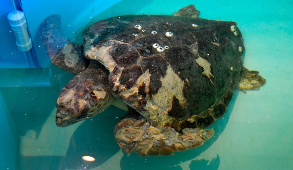 Apple Dumpling was brought in a few weeks ago to be rehabilitated following a brutal shark attack. So far, over 200 baby sea turtles have been brought to the Sea Turtle Healing Center at the Brevard Zoo in Viera since Hurricane Ian struck. Most of these tiny turtles were brought in by the Sea Turtle Preservation Society.