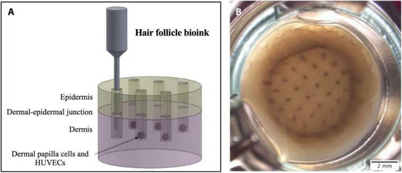 美國紐約州的倫斯勒理工學院科學團隊，近日在實驗室環境下，利用 3D列印技術，成功培養出人體皮膚組織中毛囊。（圖／Science Advances）