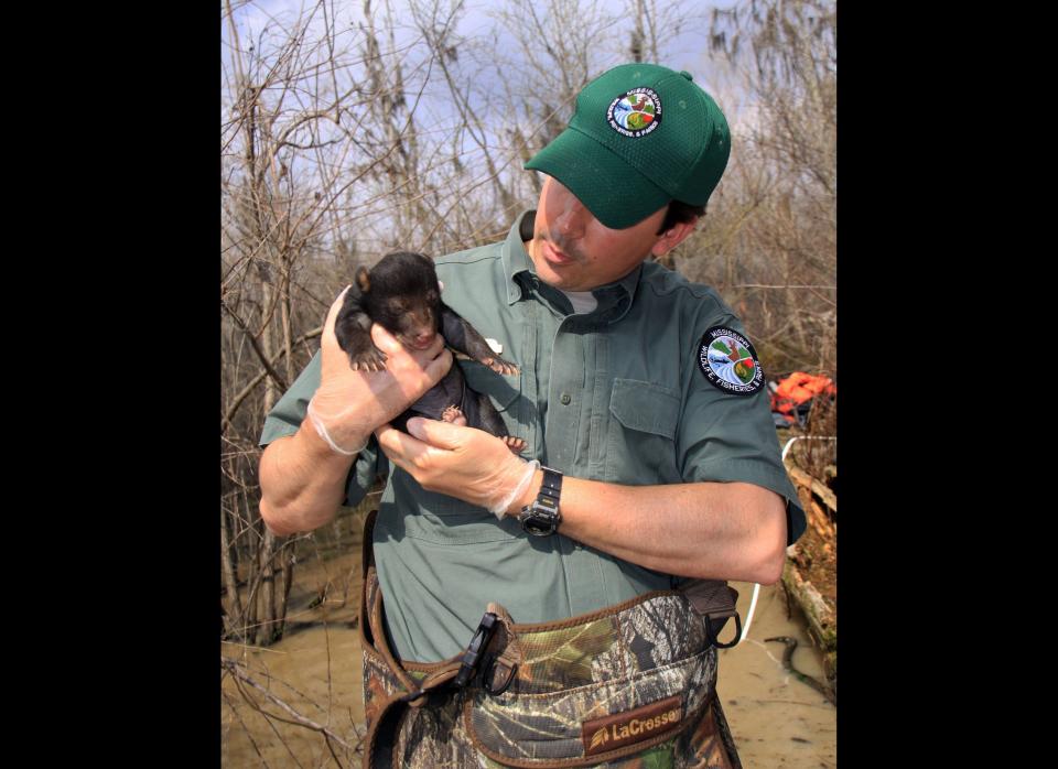 In this March 2012 photo provided by the Mississippi Department of Wildlife, Fisheries and Parks, biologist Brad Young holds a baby black bear in Bolivar County in Mississippi. Last year's Mississippi River floods may have killed a number of black bear cubs in Mississippi, says Young. (AP Photo/Mississippi Department of Wildlife, Fisheries, and Parks, Casey Hubbard)