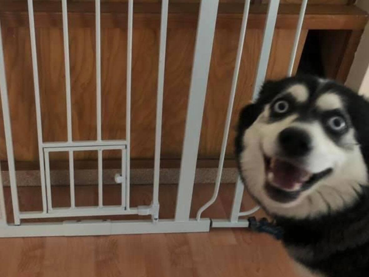 Alesia Willard says Sadie's fame 'was a total fluke.' The Siberian husky bombed the photo of a buy-and-sell photo ad for a baby gate Willard was selling and 'everyone loved it,' she said. (Submitted by Alesia Willard - image credit)
