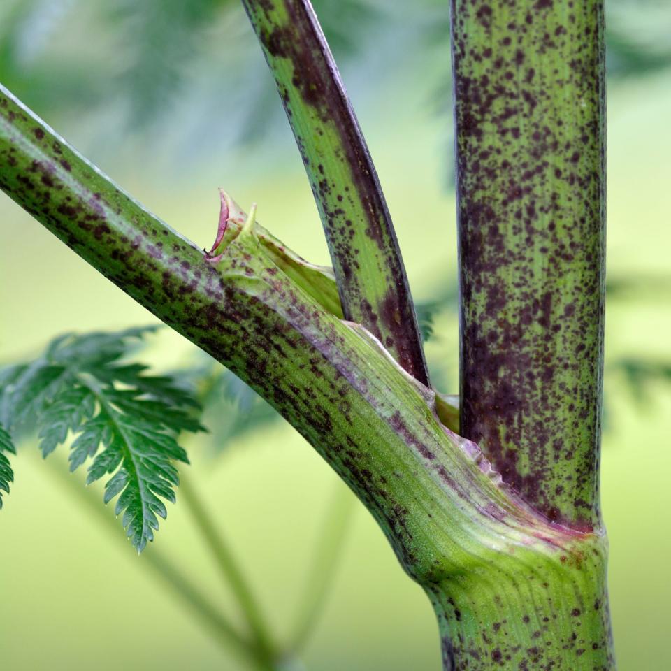 The stem of the poison hemlock plant, with purple spots