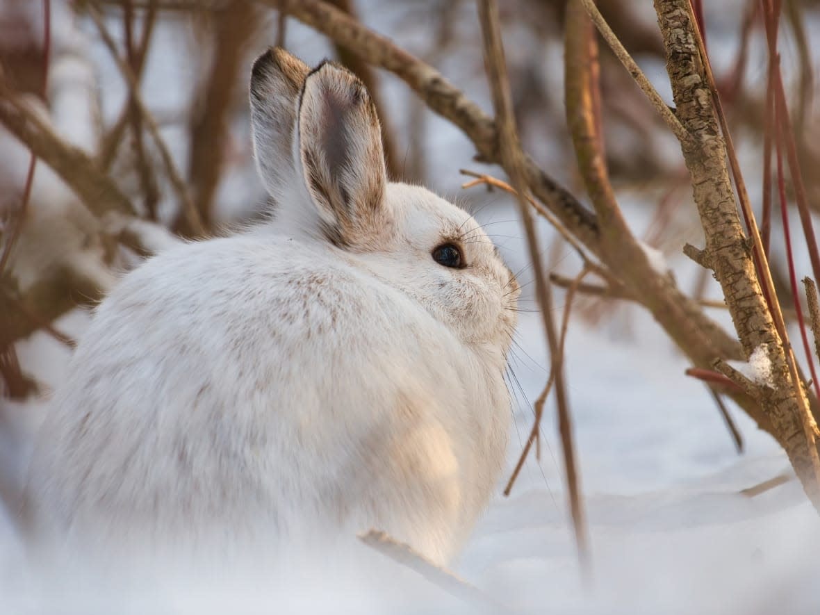 Snowshoe hares turn white in winter. (Shutterstock/JoshCW Photo - image credit)